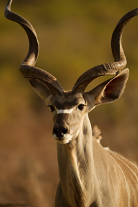 kudu